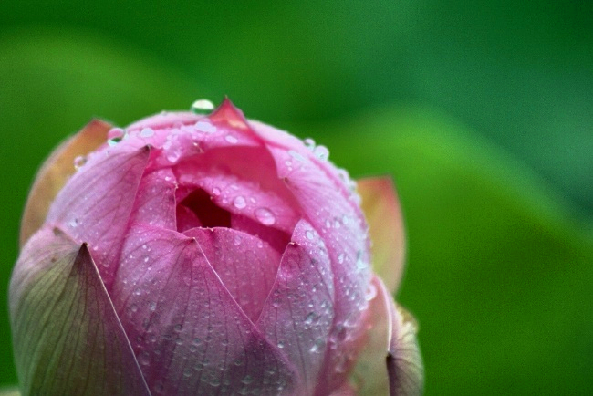 Lotus in the Rain  雨蓮花