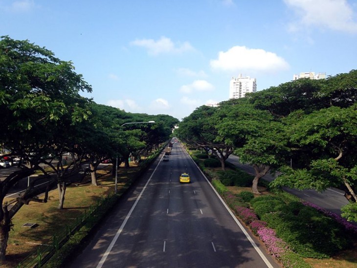 ECP East Coast Parkway Trees 東海岸快速公路