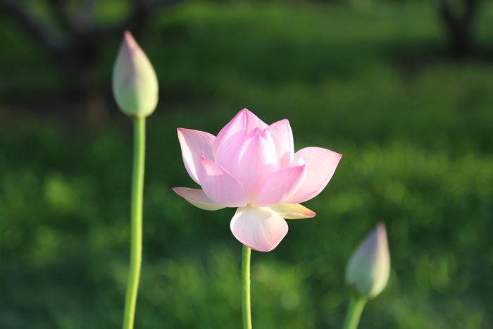 Lotus Flower Offering 蓮花 供花